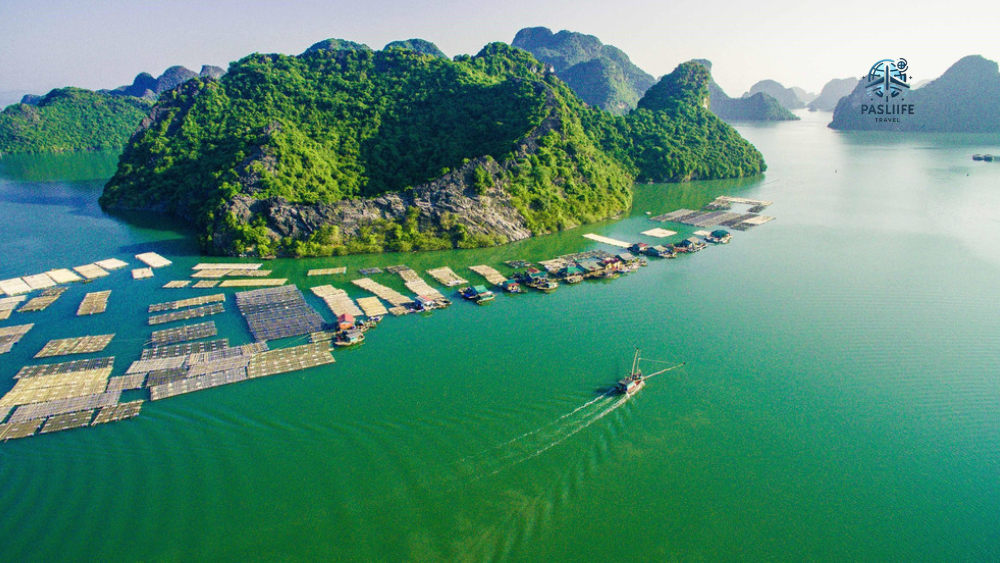 tour-cat-ba-hai-phong
