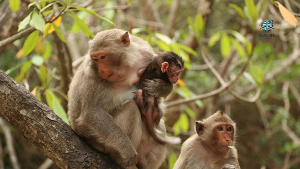 tour-cat-ba-hai-phong